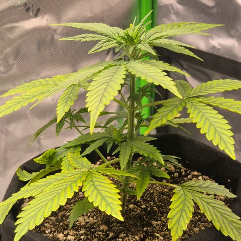 Carmella growlog timeline photo