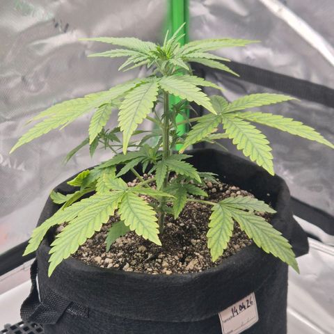 Carmella growlog timeline photo