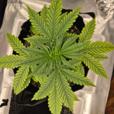 Carmella growlog timeline photo