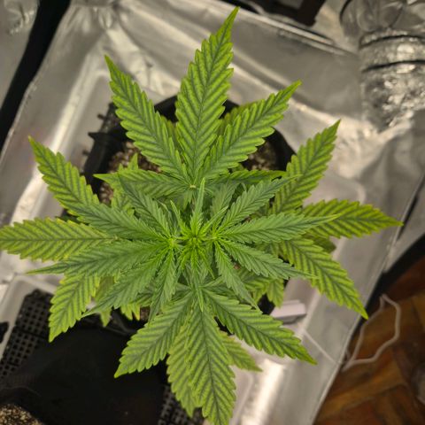 Carmella growlog timeline photo