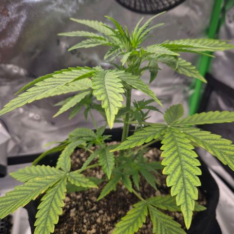 Carmella growlog timeline photo