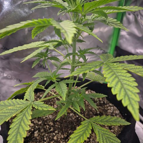 Carmella growlog timeline photo