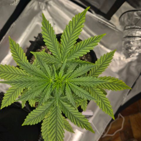 Carmella growlog timeline photo