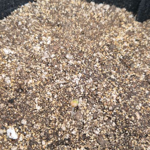 Lina growlog timeline photo