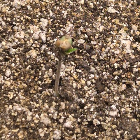 Lina growlog timeline photo