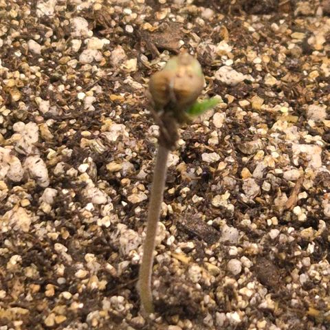 Lina growlog timeline photo