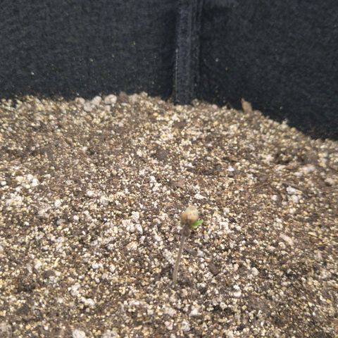 Lina growlog timeline photo