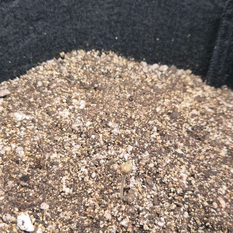 Lina growlog timeline photo