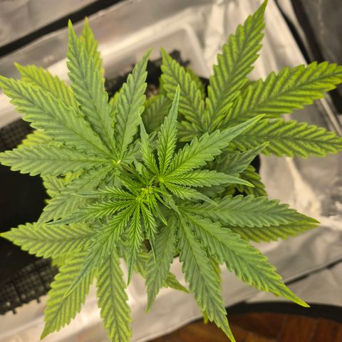 Carmella growlog timeline photo
