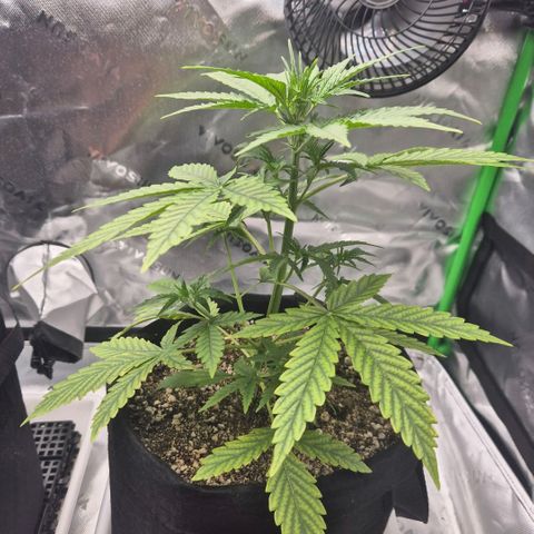 Carmella growlog timeline photo