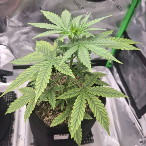 Carmella growlog timeline photo