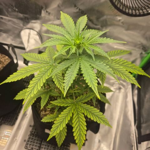 Carmella growlog timeline photo