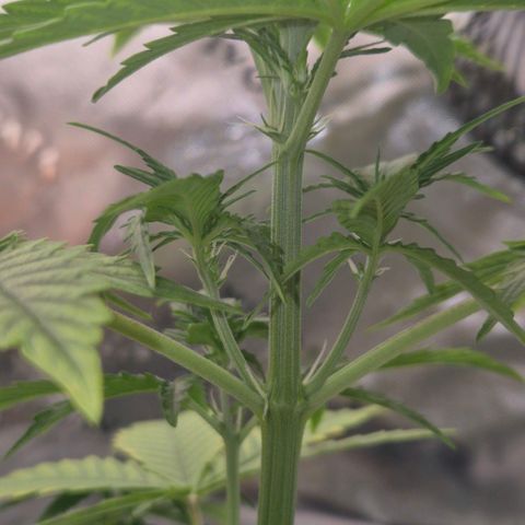 Carmella growlog timeline photo