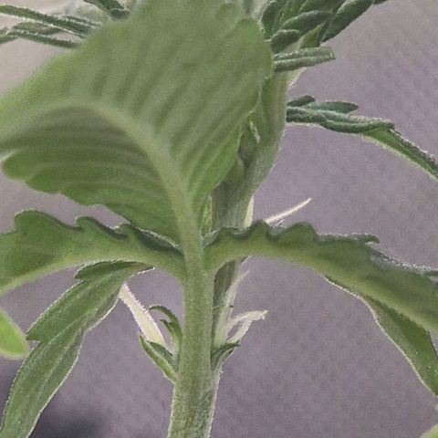 Carmella growlog timeline photo