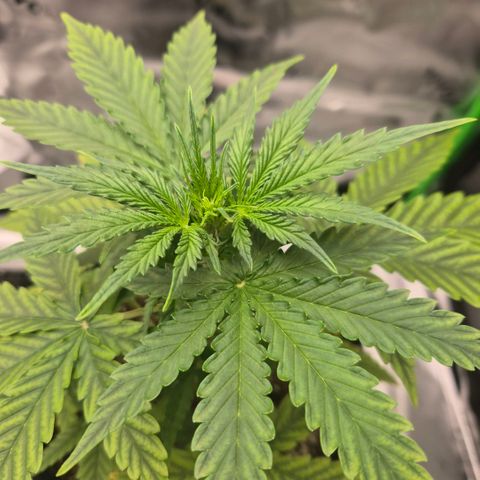 Carmella growlog timeline photo