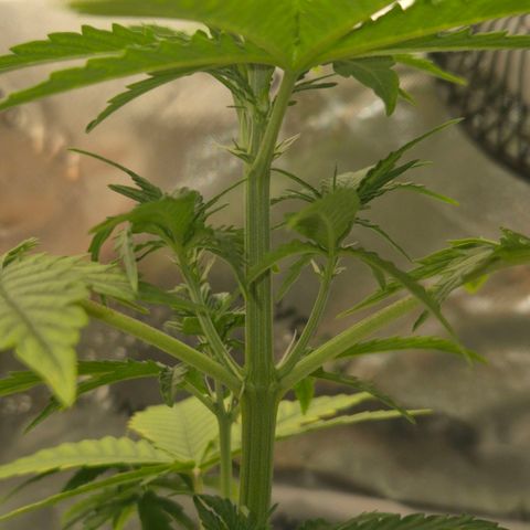 Carmella growlog timeline photo