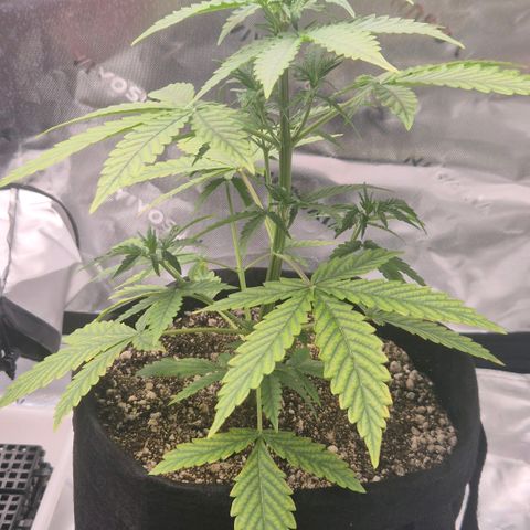Carmella growlog timeline photo