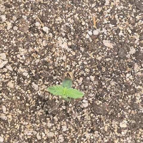Lina growlog timeline photo