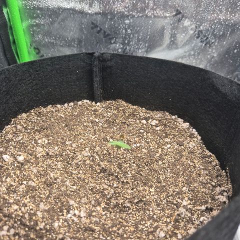 Lina growlog timeline photo