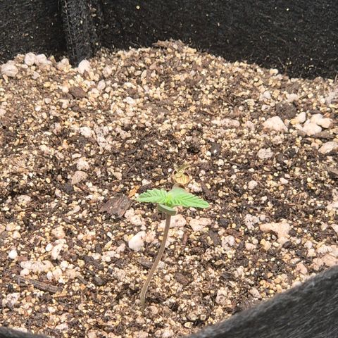 Lina growlog timeline photo
