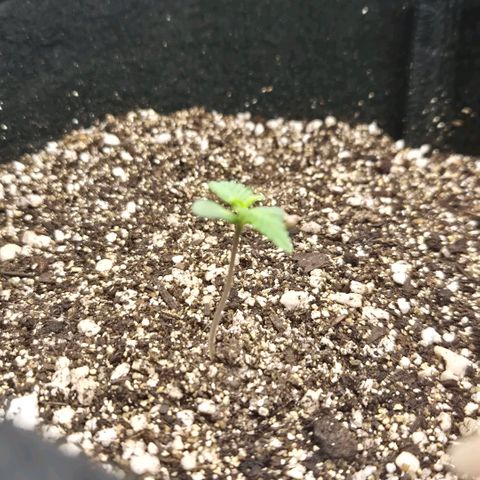 Lina growlog timeline photo