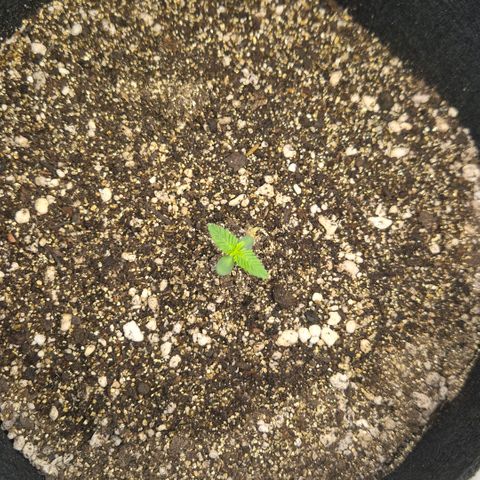 Lina growlog timeline photo