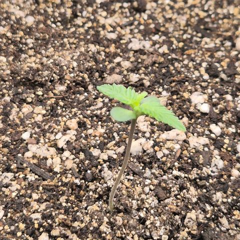 Lina growlog timeline photo