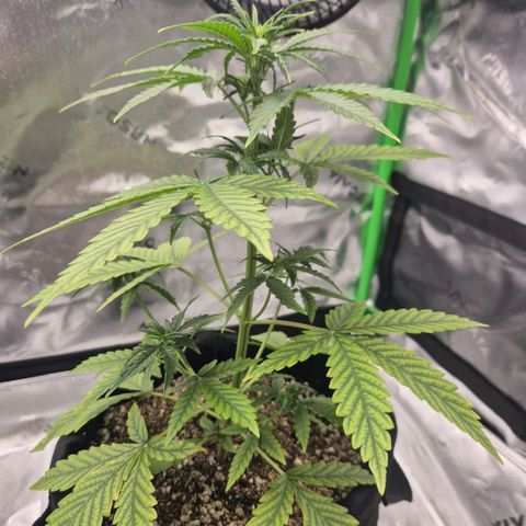 Carmella growlog timeline photo