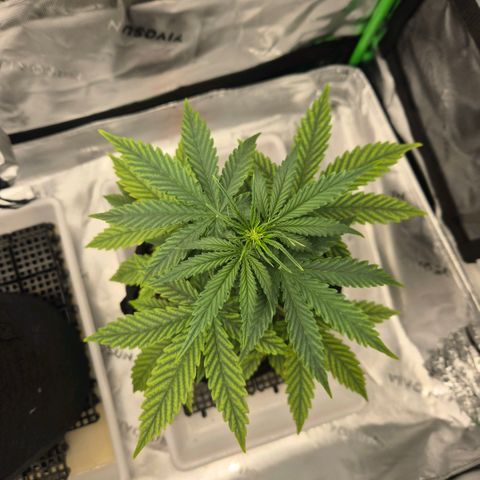 Carmella growlog timeline photo
