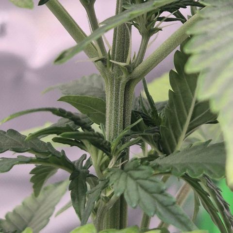 Carmella growlog timeline photo