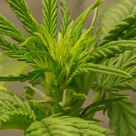 Carmella growlog timeline photo