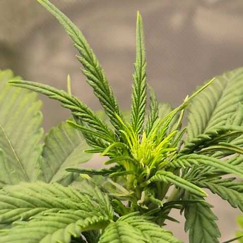Carmella growlog timeline photo