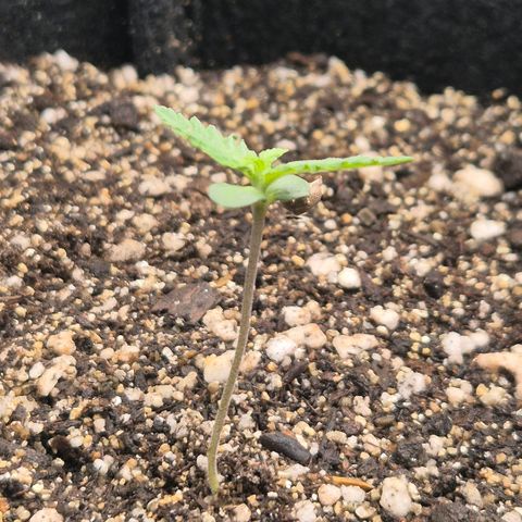 Lina growlog timeline photo