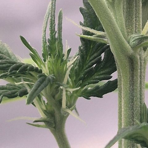 Carmella growlog timeline photo