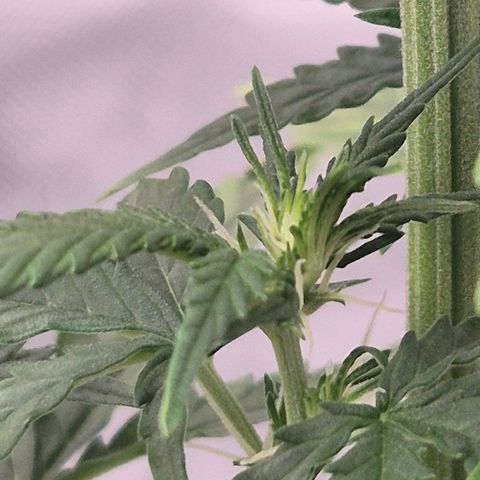 Carmella growlog timeline photo