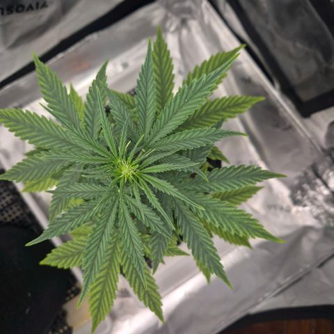 Carmella growlog timeline photo