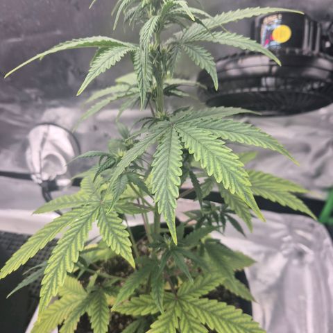 Carmella growlog timeline photo