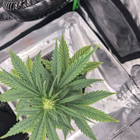 Carmella growlog timeline photo