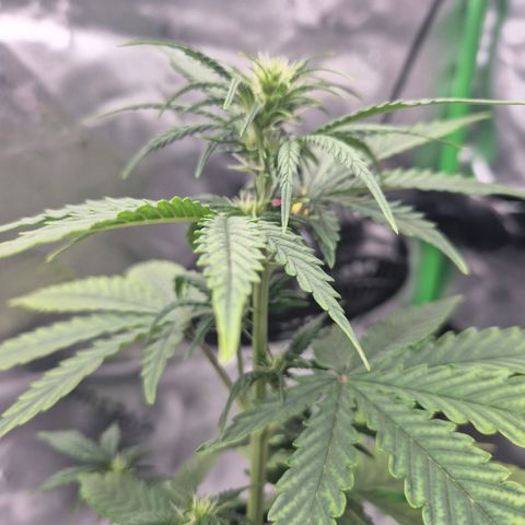 Carmella growlog timeline photo