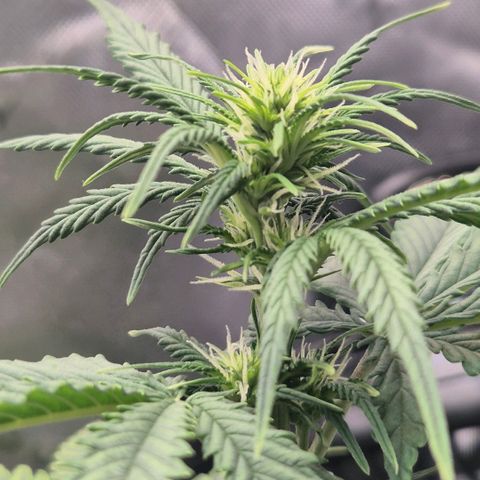 Carmella growlog timeline photo