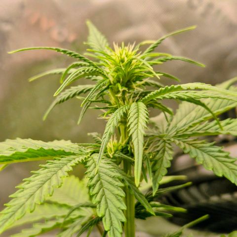 Carmella growlog timeline photo