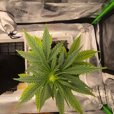 Carmella growlog timeline photo