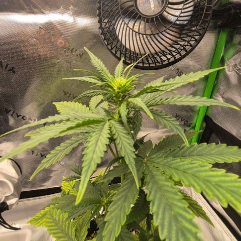 Carmella growlog timeline photo