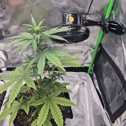 Carmella growlog timeline photo