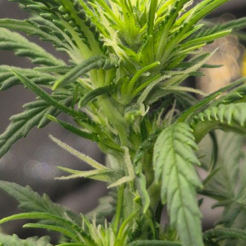 Carmella growlog timeline photo