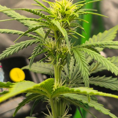 Carmella growlog timeline photo