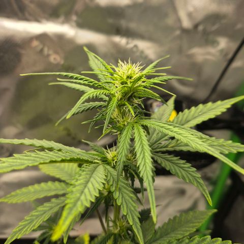 Carmella growlog timeline photo