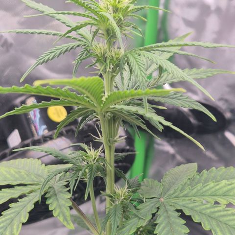 Carmella growlog timeline photo