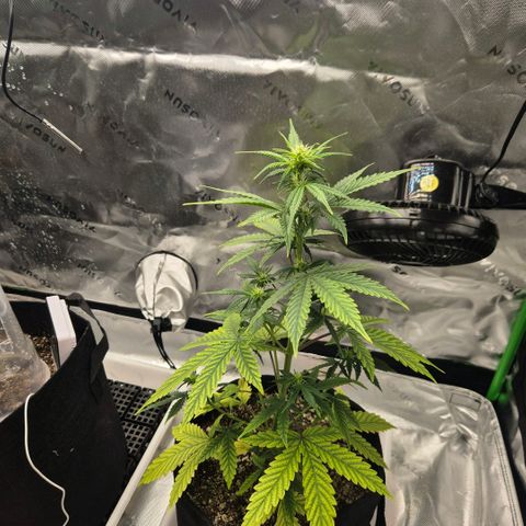 Carmella growlog timeline photo
