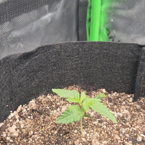 Lina growlog timeline photo